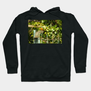 Kingfisher Hoodie